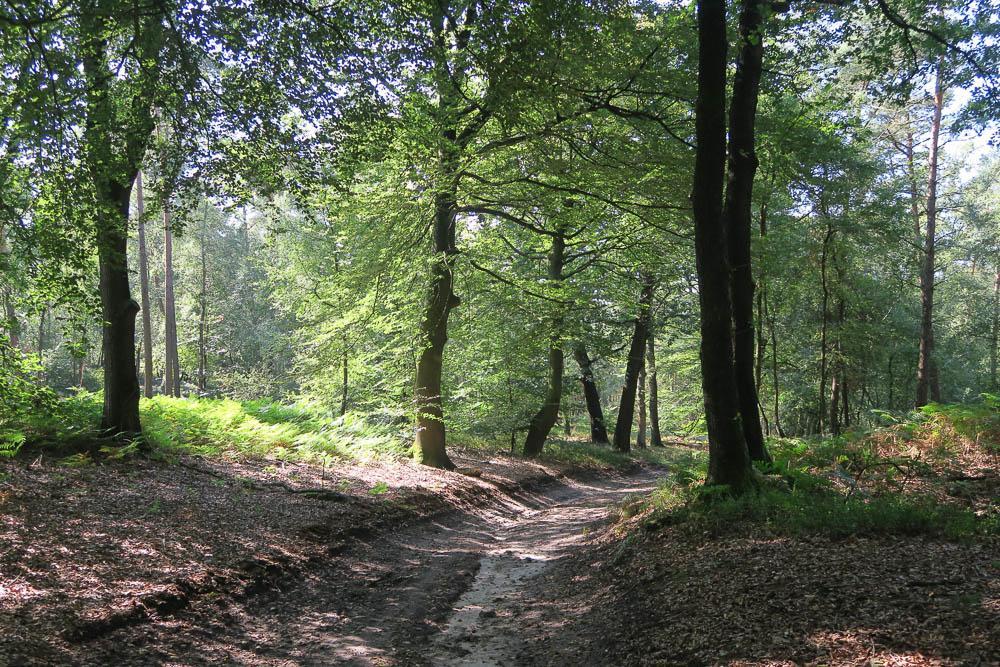 Villa Het Kleine Landgoed Haarle Esterno foto